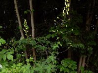 Aconitum lycoctonum 19, Gele monnikskap, Saxifraga-Ed Stikvoort