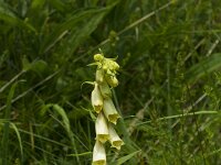 Aconitum lycoctonum 26, Gele monnikskap, Saxifraga-Jan Nijendijk