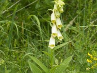 Aconitum lycoctonum 27, Gele monnikskap, Saxifraga-Jan Nijendijk