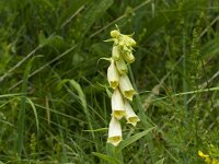 Aconitum lycoctonum 28, Gele monnikskap, Saxifraga-Jan Nijendijk