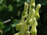 Aconitum lycoctonum ssp vulparia 5, Gele monnikskap, Saxifraga-Jan van der Straaten