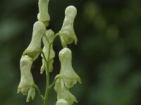 Aconitum lycoctonum ssp vulparia 6, Gele monnikskap, Saxifraga-Willem van Kruijsbergen