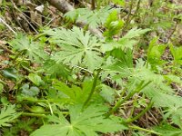 Aconitum napellus 17, Blauwe monnikskap, Saxifraga-Rutger Barendse