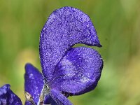 Aconitum napellus 27, Blauwe monnikskap, Saxifraga-Sonja Bouwman  Blauwe monnikskap - Aconitum napellus - Ranunculaceae familie