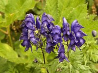 Aconitum variegatum ssp valesiacum 1, Saxifraga-Jan van der Straaten