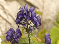 Aconitum variegatum ssp valesiacum 2, Saxifraga-Jan van der Straaten