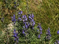 Aconitum variegatum ssp valesiacum 3, Saxifraga-Jan van der Straaten