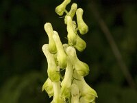 Aconitum vulparia, Wolfs Bane