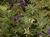 Aconitum vulparia 12, Gele monnikskap, Saxifraga-Bas Klaver
