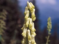 Aconitum vulparia 23, Gele monnikskap, Saxifraga-Jan van der Straaten