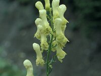 Aconitum vulparia 24, Gele monnikskap, Saxifraga-Jan van der Straaten
