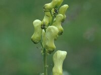 Aconitum vulparia 25, Gele monnikskap, Saxifraga-Jan van der Straaten