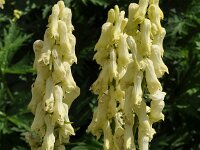 Aconitum vulparia ssp neapolitanum 21, Saxifraga-Harry Jans