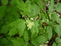 Actaea spicata 20, Christoffelkruid, Saxifraga-Jasenka Topic