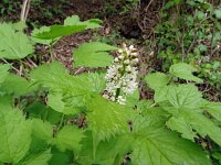Actaea spicata 35, Christoffelkruid, Saxifraga-Hans Grotenhuis