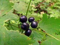 Actaea spicata 38, Christoffelkruid, Saxifraga-Hans Grotenhuis