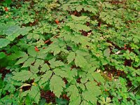 Actaea spicata 39, Christoffelkruid, Saxifraga-Hans Grotenhuis