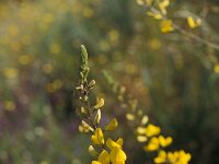 Adenocarpus complicatus 2, Saxifraga-Piet Zomerdijk