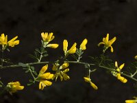 Adenocarpus complicatus ssp complicatus 4, Saxifraga-Willem van Kruijsbergen
