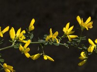 Adenocarpus complicatus ssp complicatus 6, Saxifraga-Willem van Kruijsbergen