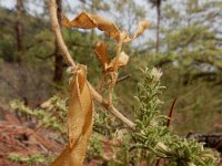 Adenocarpus viscosus 1, Saxifraga-Ed Stikvoort