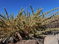 Adenocarpus viscosus 2, Saxifraga-Ed Stikvoort