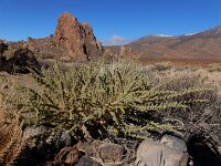 Adenocarpus viscosus 4, Saxifraga-Ed Stikvoort