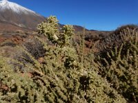 Adenocarpus viscosus 9, Saxifraga-Ed Stikvoort