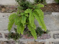 Adiantum pedatum 2, Hoefijzervaren, Saxifraga-Ed Stikvoort