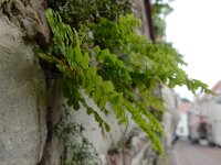 Adiantum pedatum 3, Hoefijzervaren, Saxifraga-Ed Stikvoort