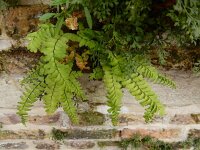 Adiantum pedatum 5, Hoefijzervaren, Saxifraga-Ed Stikvoort