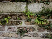 Adiantum pedatum 6, Hoefijzervaren, Saxifraga-Ed Stikvoort