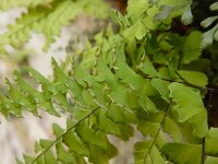 Adiantum pedatum 9, Hoefijzervaren, Saxifraga-Ed Stikvoort