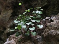 Adiantum reniforme 2, Saxifraga-Dirk Hilbers