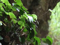 Adiantum reniforme 3, Saxifraga-Dirk Hilbers