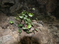 Adiantum reniforme 4, Saxifraga-Dirk Hilbers