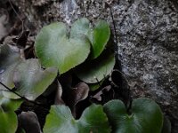 Adiantum reniforme 5, Saxifraga-Ed Stikvoort