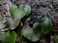 Adiantum reniforme 6, Saxifraga-Ed Stikvoort