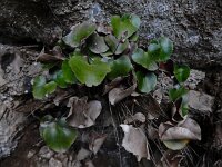 Adiantum reniforme 7, Saxifraga-Ed Stikvoort