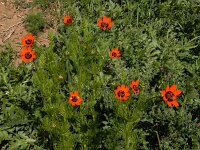 Adonis aestivalis 3, Zomeradonis, Saxifraga-Ed Stikvoort