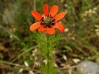 Adonis aestivalis 7, Zomeradonis, Saxifraga-Ed Stikvoort