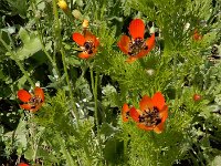 Adonis aestivalis 9, Zomeradonis, Saxifraga-Ed Stikvoort : Jerevan - Garni A900