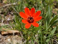 Adonis flammea 11, Kooltje-vuur, Saxifraga-Ed Stikvoort : Sisian - Vayk - Hermon s9900