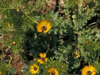 Adonis microcarpa 5, Saxifraga-Piet Zomerdijk