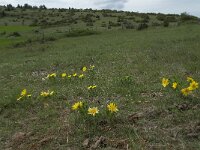 Adonis vernalis 12, Voorjaarsadonis, Saxifraga-Willem van Kruijsbergen