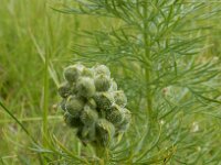 Adonis vernalis 35, Voorjaarsadonis, Saxifraga-Ed Stikvoort