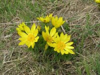 Adonis vernalis 4, Voorjaarsadonis, Saxifraga-Jan Willem Jongepier