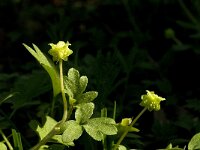 Adoxa moschatellina 10, Muskuskruid, Saxifraga-Jan van der Straaten