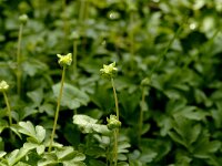 Adoxa moschatellina 21, Muskuskruid, Saxifraga-Jan van der Straaten