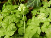 Adoxa moschatellina 31, Muskuskruid, Saxifraga-Rutger Barendse